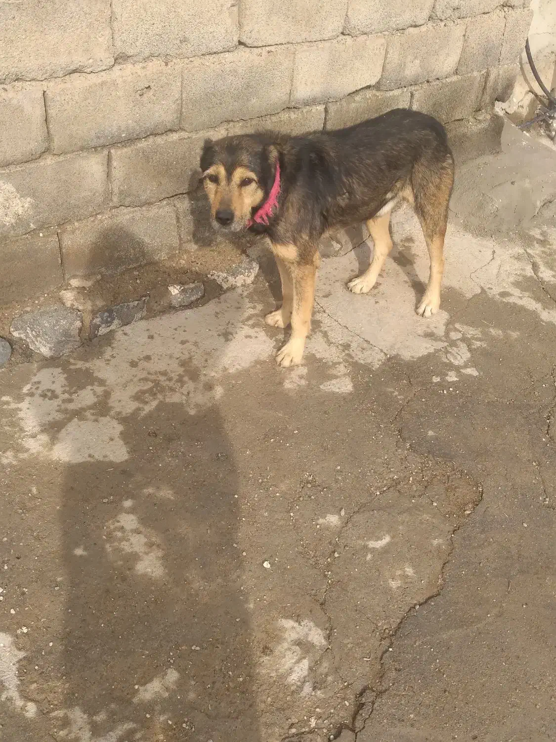 سگ گله|سگ|بیجار, |دیوار