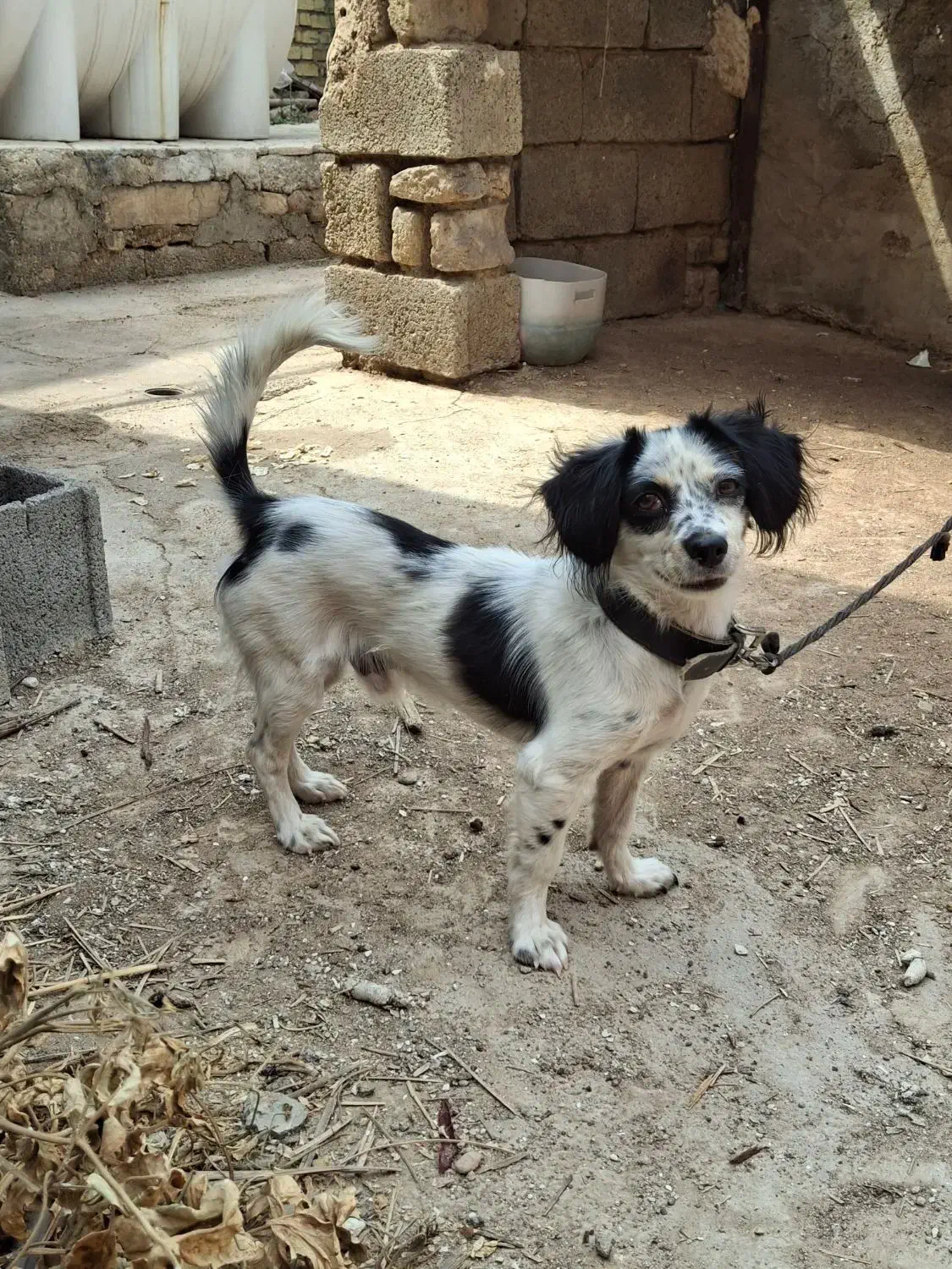 سگ اشپیتز|سگ|شیراز, گچی|دیوار