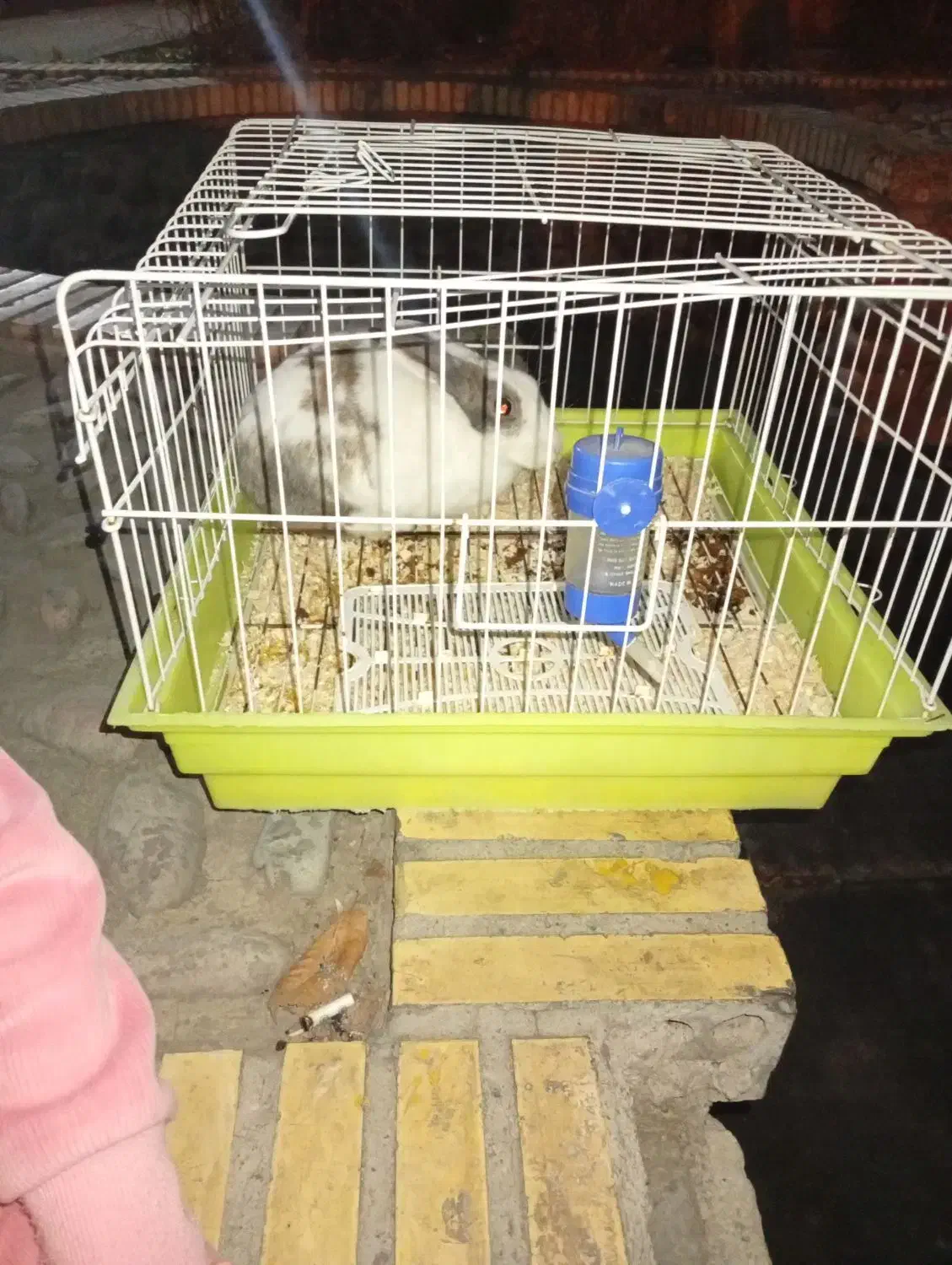 خرگوش خونگی|موش و خرگوش|تهران, مظاهری|دیوار