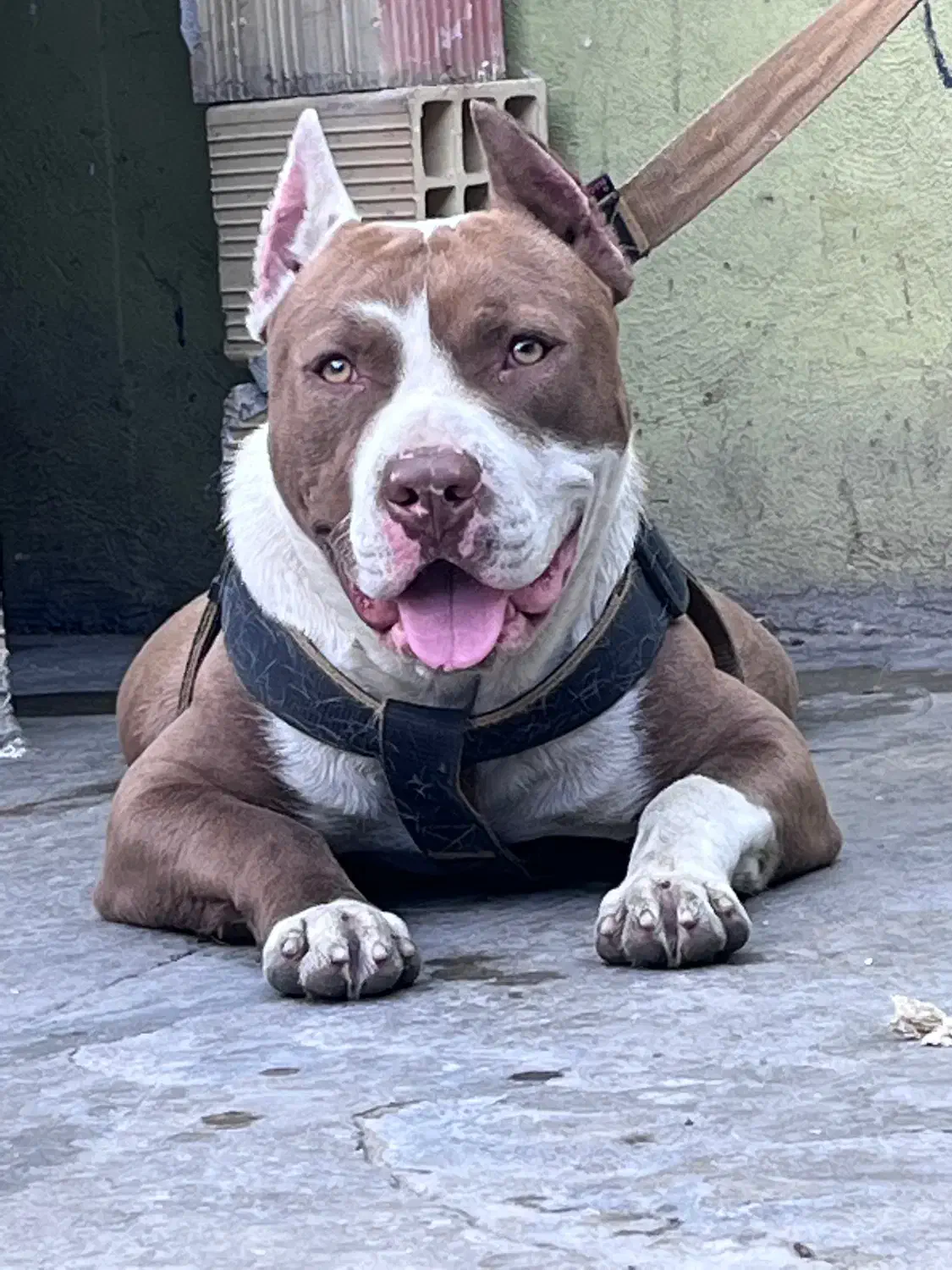 پیتبول|سگ|کرج, فاز ۴ مهرشهر|دیوار