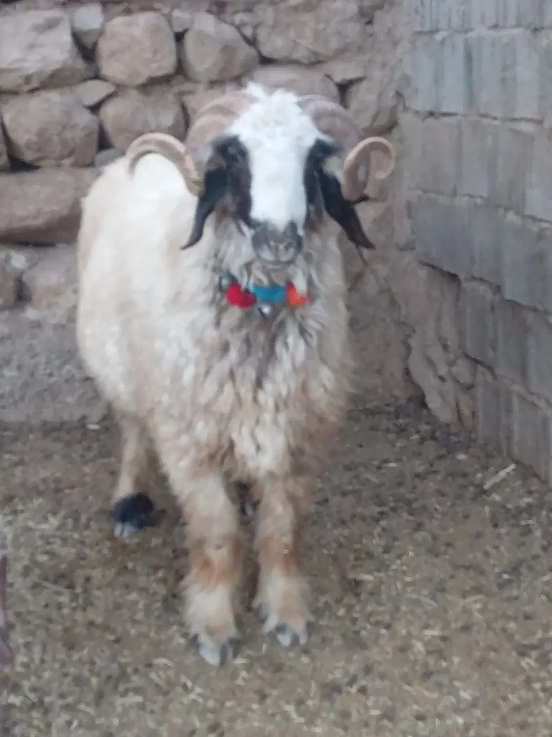 قوچ|حیوانات مزرعه|مارگون, |دیوار