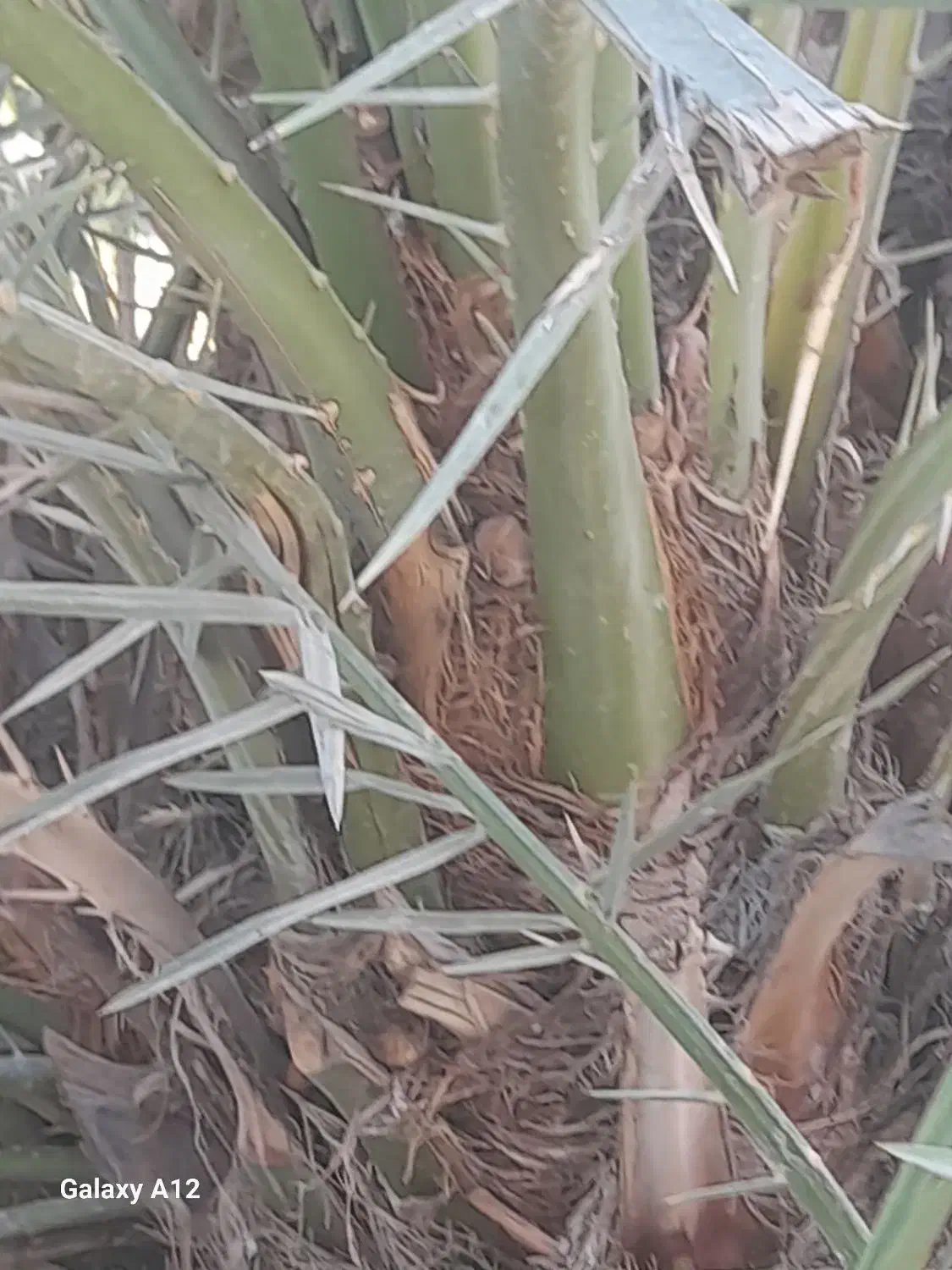 نهال برحی|گل و گیاه طبیعی|خرمشهر, |دیوار