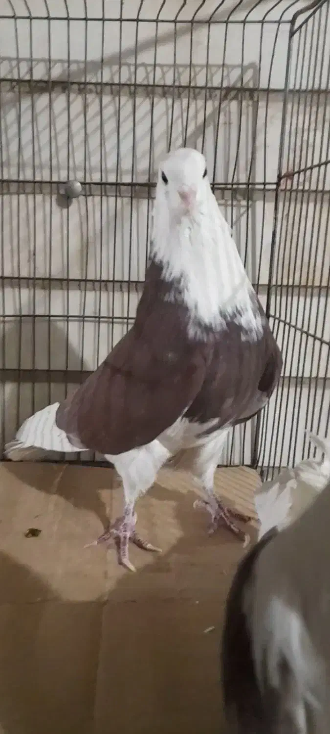 4تا کفتر نر پرش سنگین|پرنده|ری, شهرک نظامی|دیوار