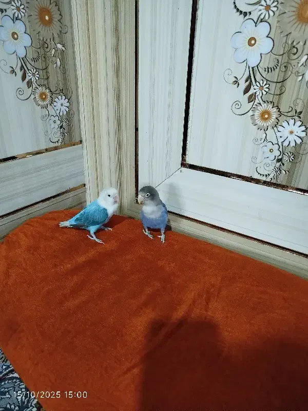 طوطی کتوله برزیلی رام یک جفت|پرنده|ایرانشهر, |دیوار