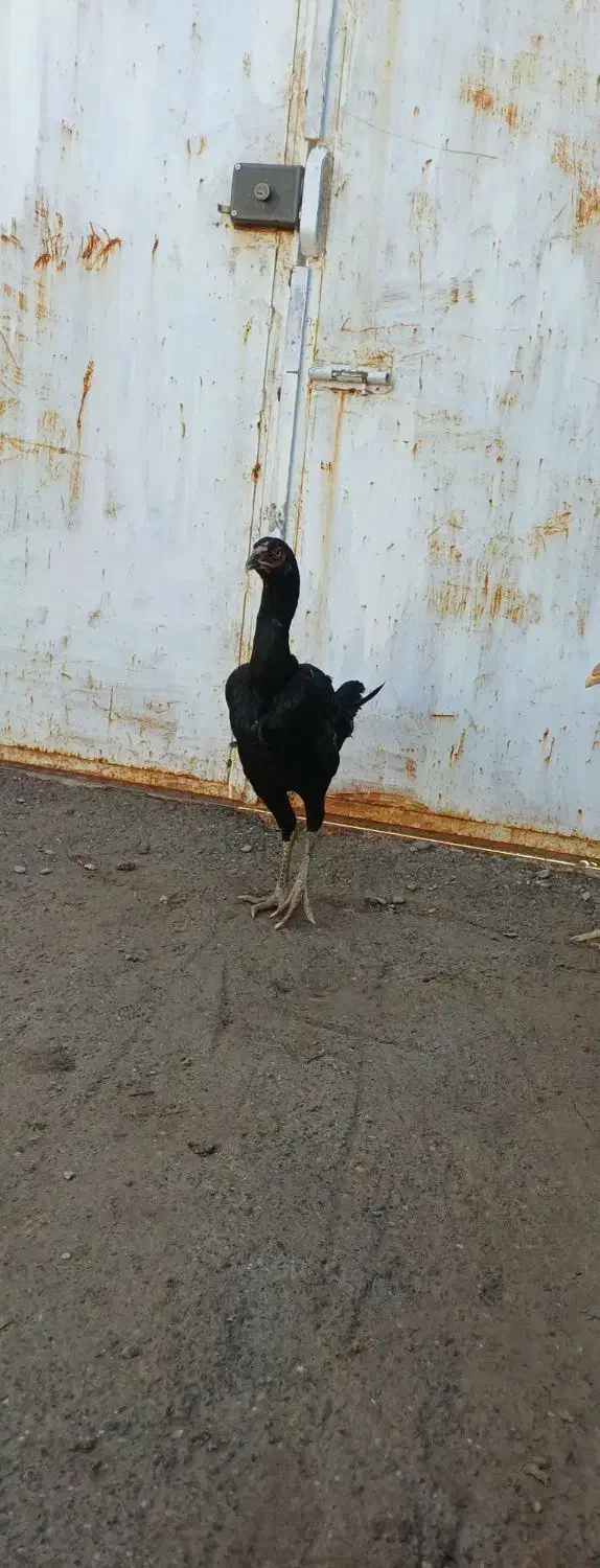 ۳ عدد لاری عتیقه|حیوانات مزرعه|مشهد, کوشش|دیوار