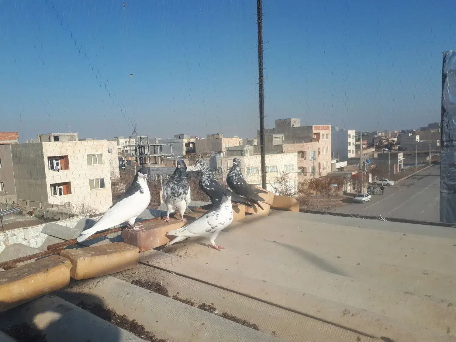 کبوتر رنگی|پرنده|بجنورد, |دیوار