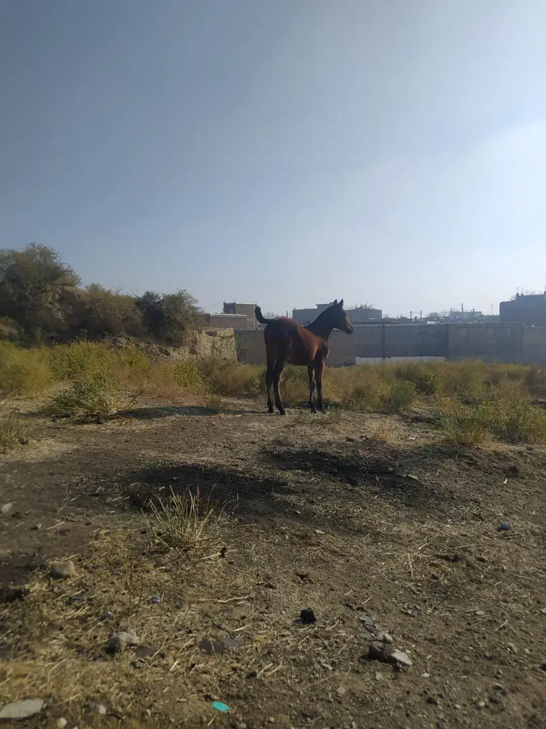 کره مادیان قره کهر هفت ماهه نوه سیوان فیضی|اسب و تجهیزات اسبسواری|میاندوآب, |دیوار