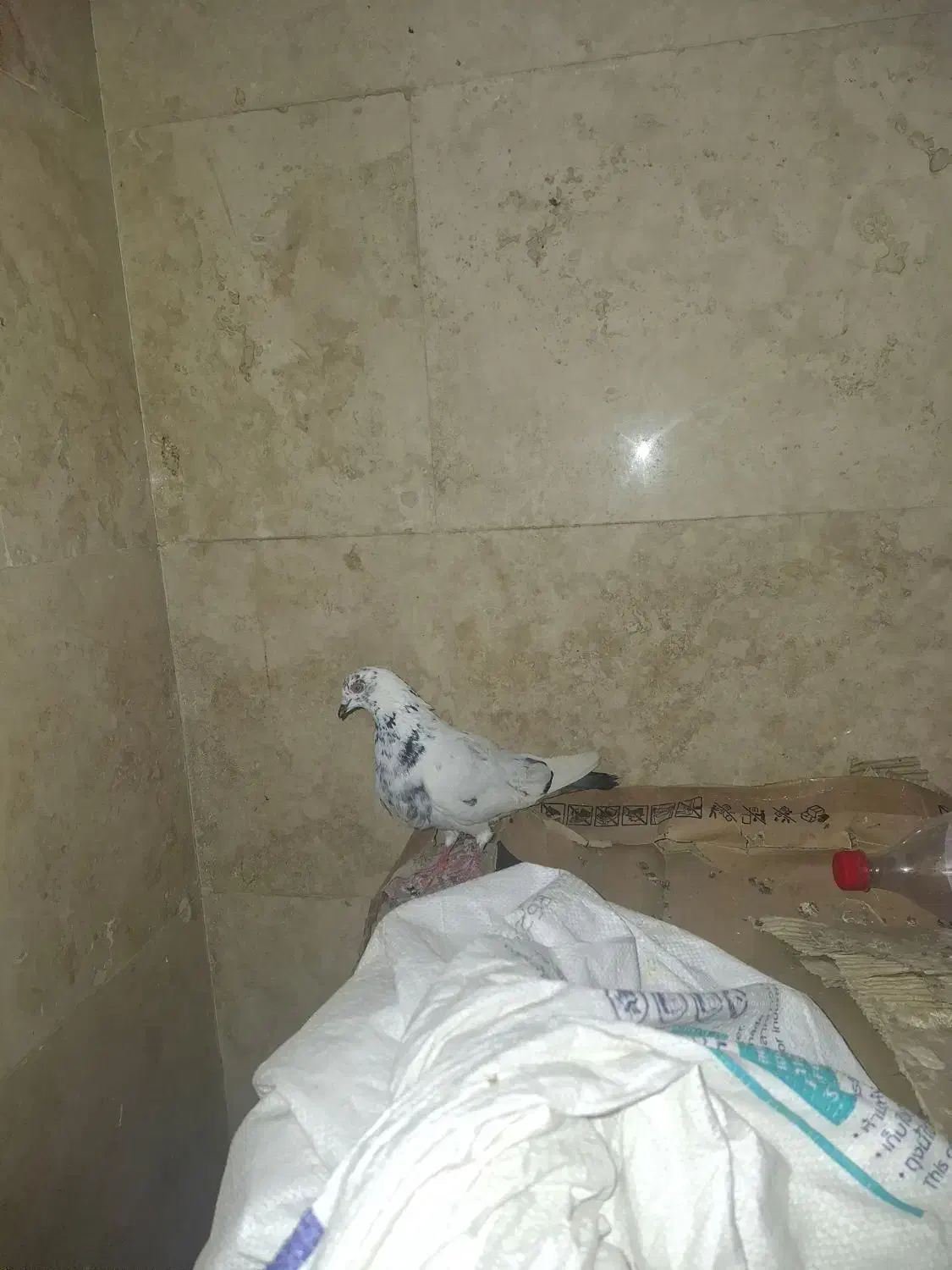 گمشده|پرنده|قم, نوبهار|دیوار