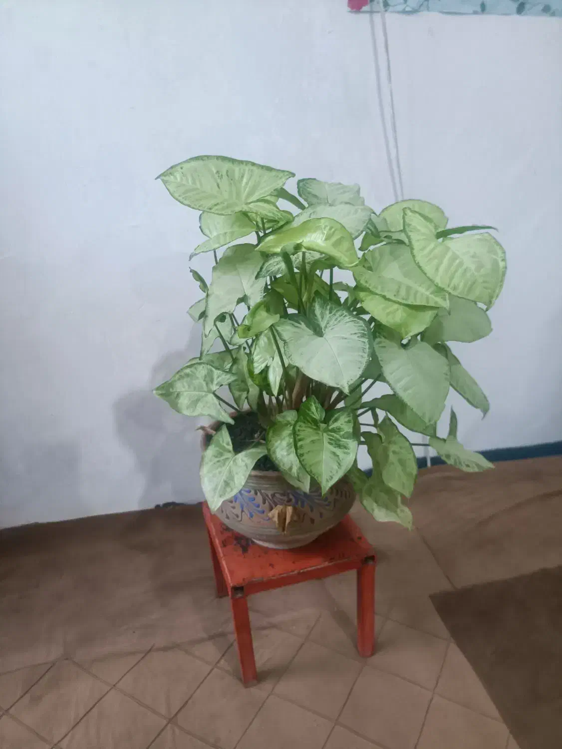 گل طبیعی|گل و گیاه طبیعی|ملایر, |دیوار