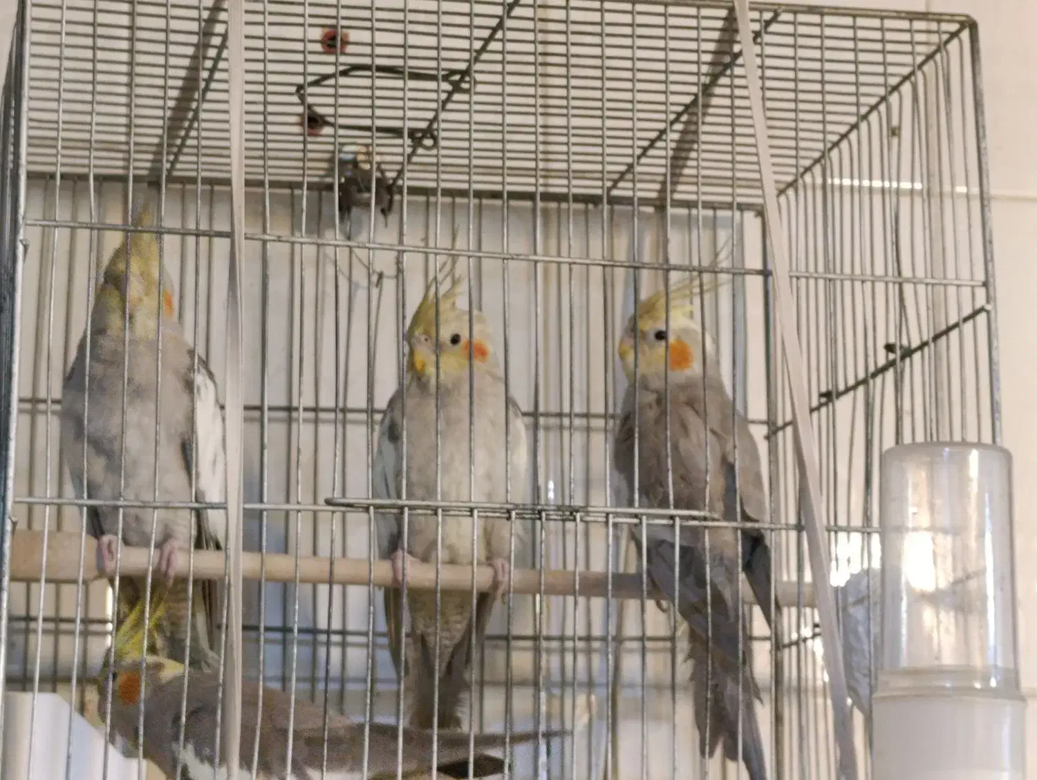 جوجه عروس هلندی ۵ماهه|پرنده|تربتحیدریه, طالقانی|دیوار