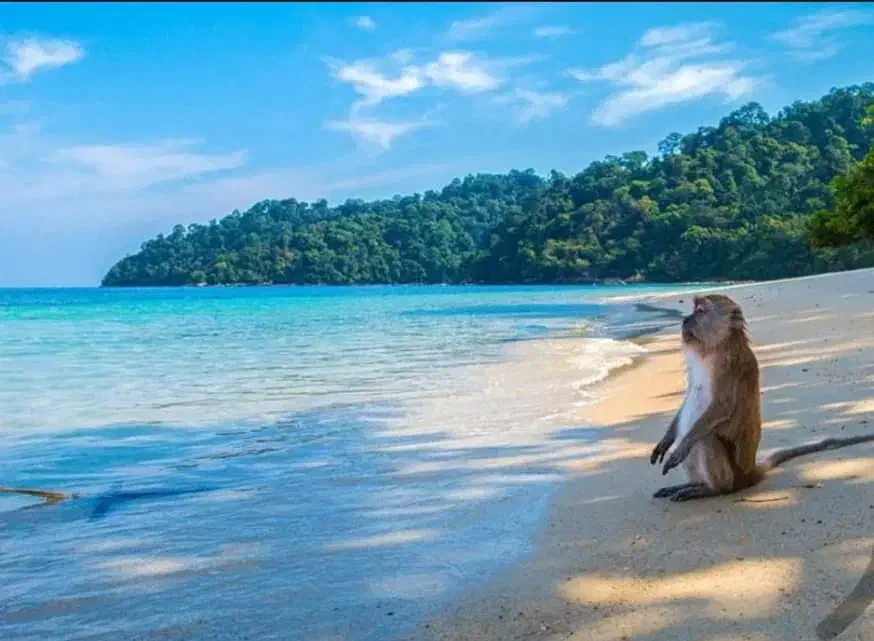 جذب نیروی کار امارات و ترکیه|استخدام رایانه و فناوری اطلاعات|تهران, ارم|دیوار