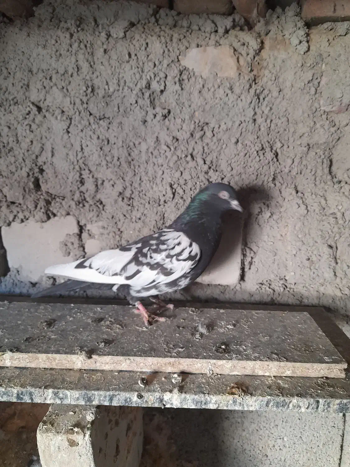 کبوتر پرشی|پرنده|ایرانشهر, |دیوار