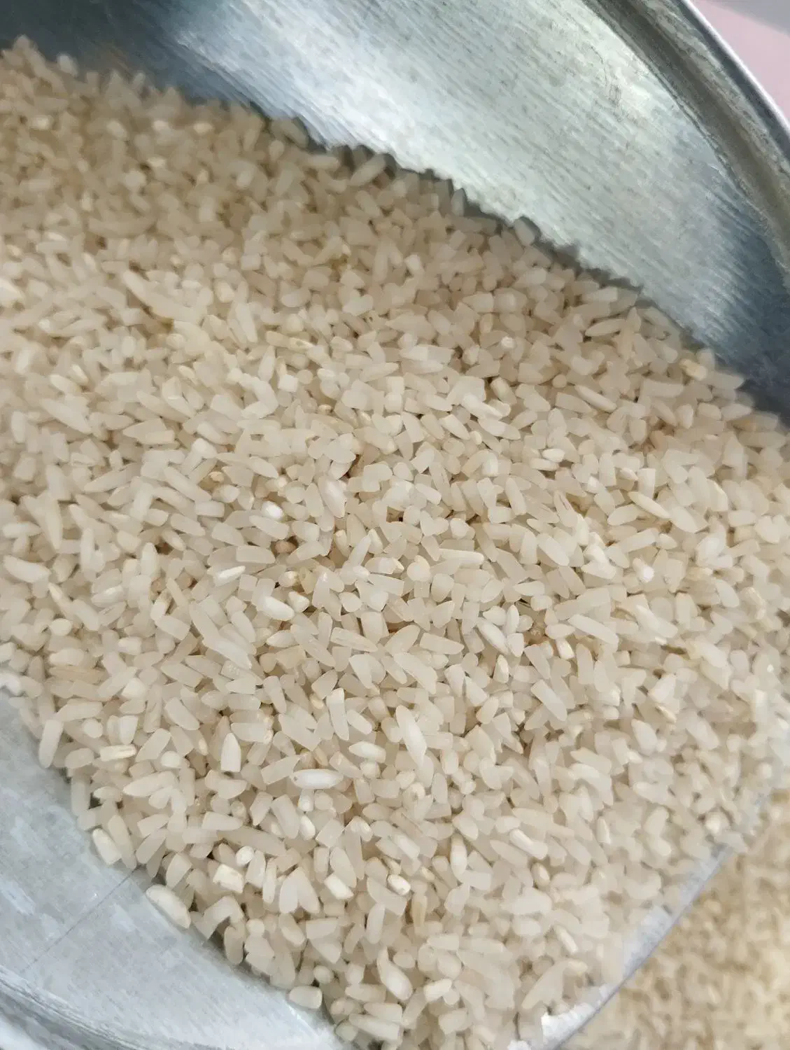 برنج نیم دانه طارم محلی|عمده‌فروشی|باغستان, |دیوار