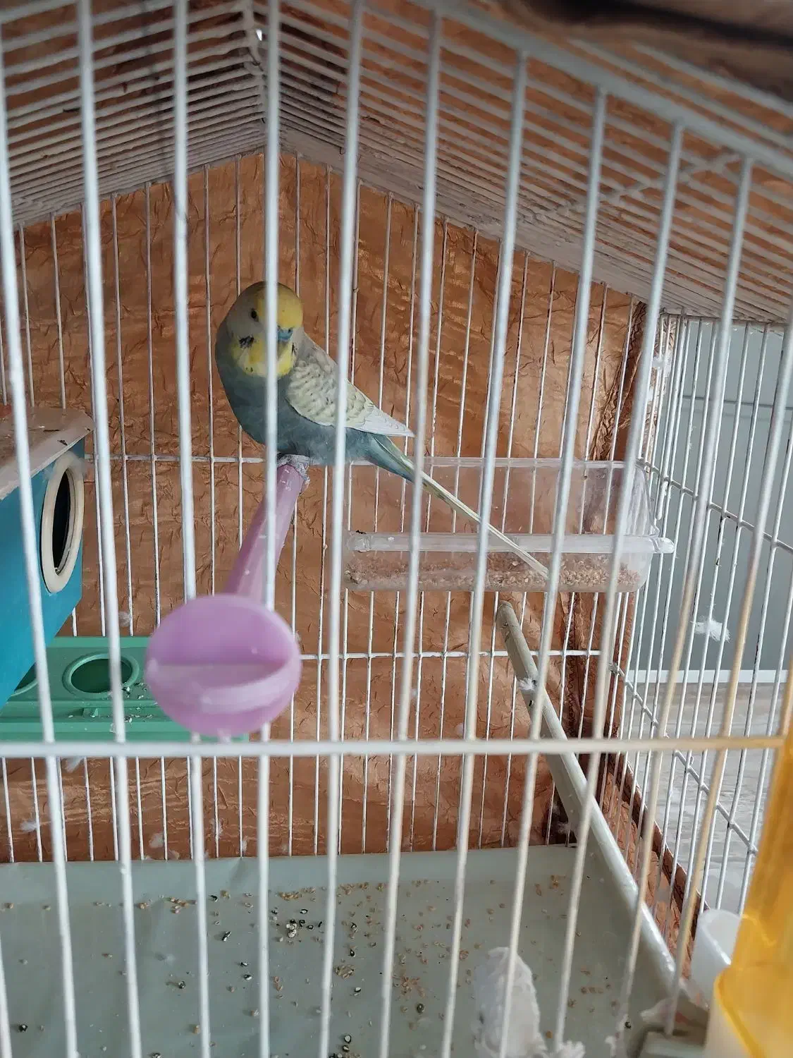 مرغ عشق انگلیسی.نر.سالمشیطون|پرنده|ساری, |دیوار