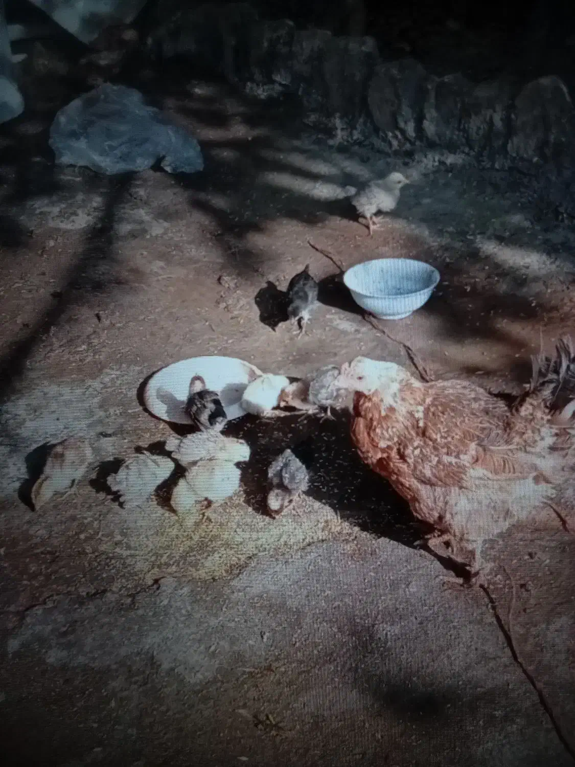 ۳ تا مرغ ب فروش می‌رسد بخاطر کمبود جا با شماره پای|حیوانات مزرعه|سرپل ذهاب, |دیوار