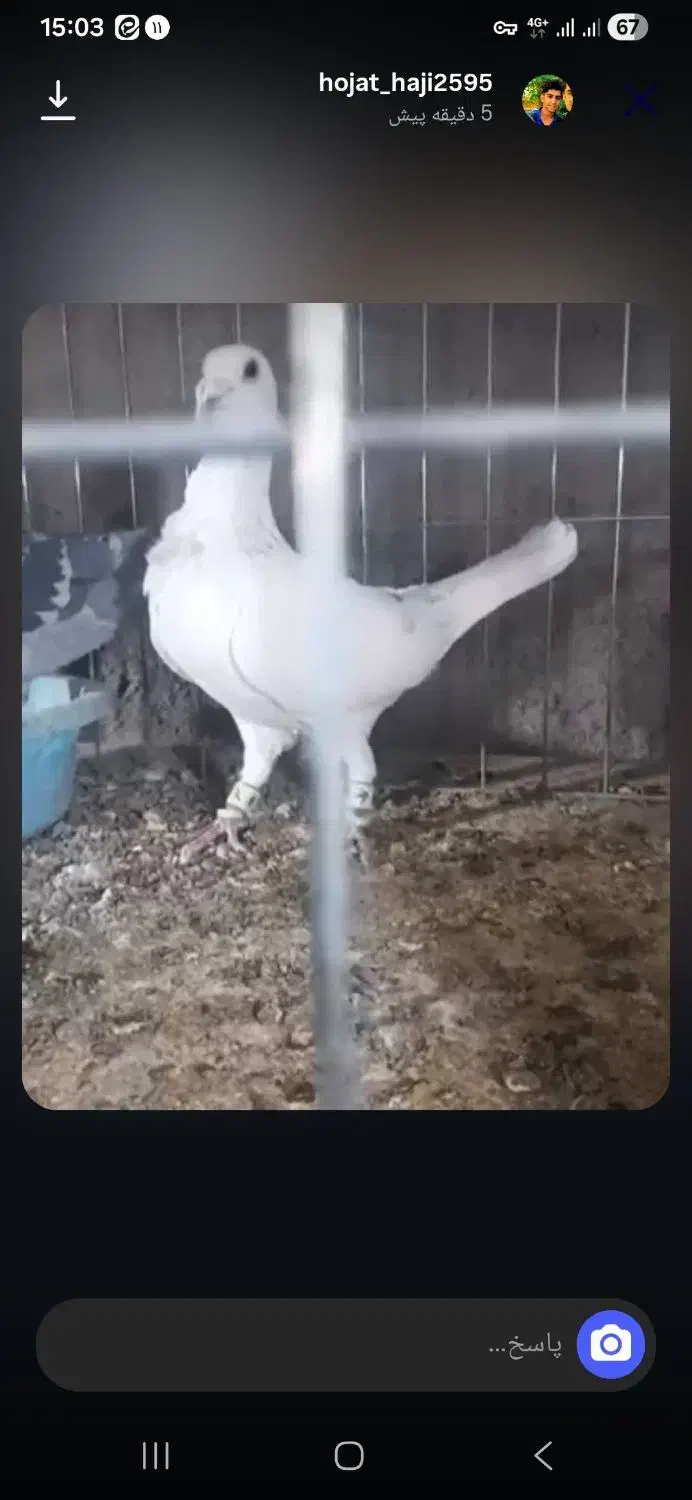 کبوتر فری سوسکی|پرنده|بیرجند, |دیوار