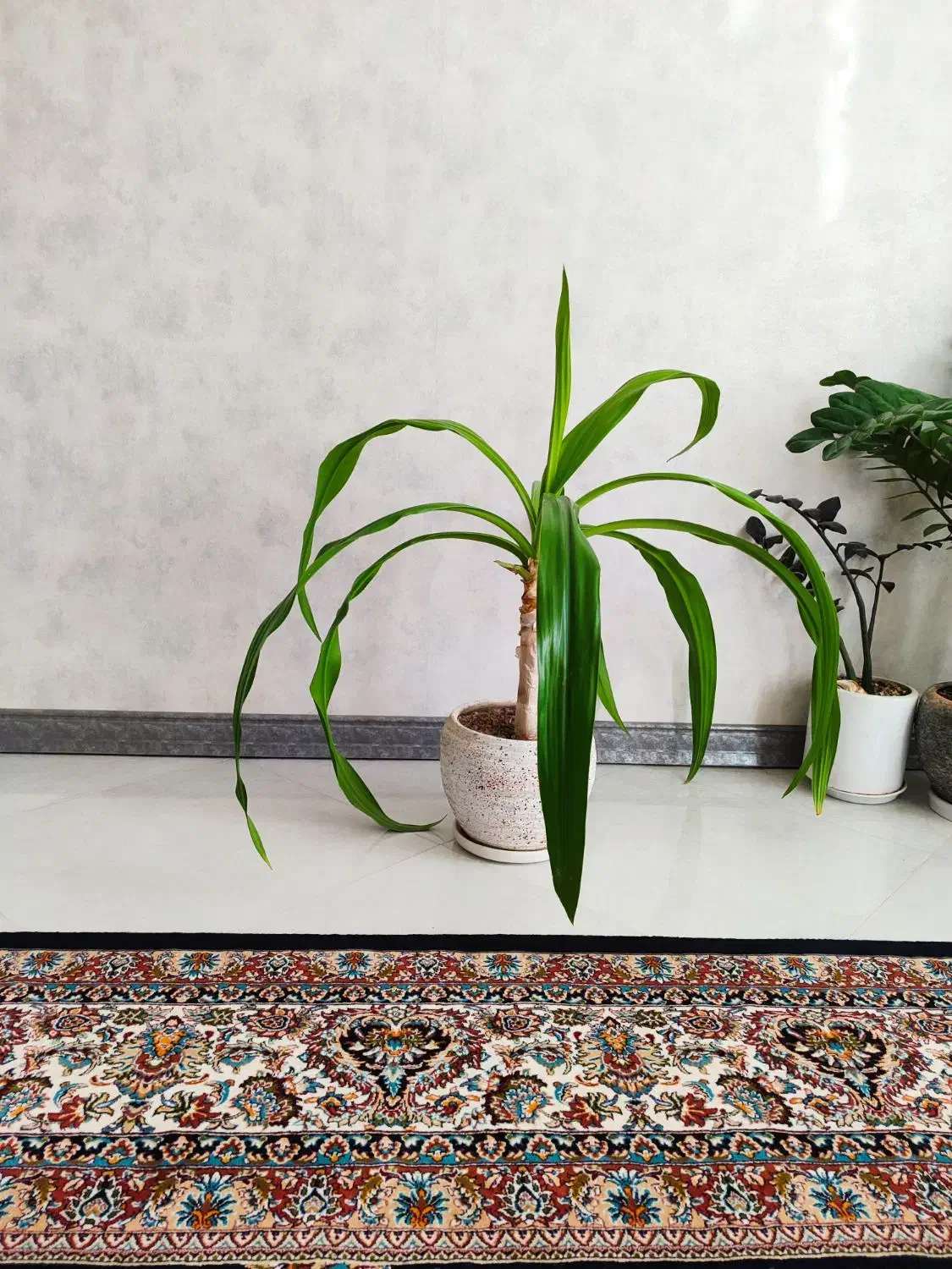 گل سوسن|گل و گیاه طبیعی|اردکان, |دیوار