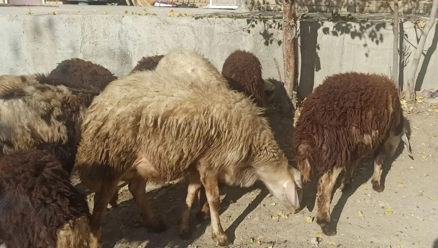 فروش بره میش قوچ پلنگی|حیوانات مزرعه|بروجرد, |دیوار