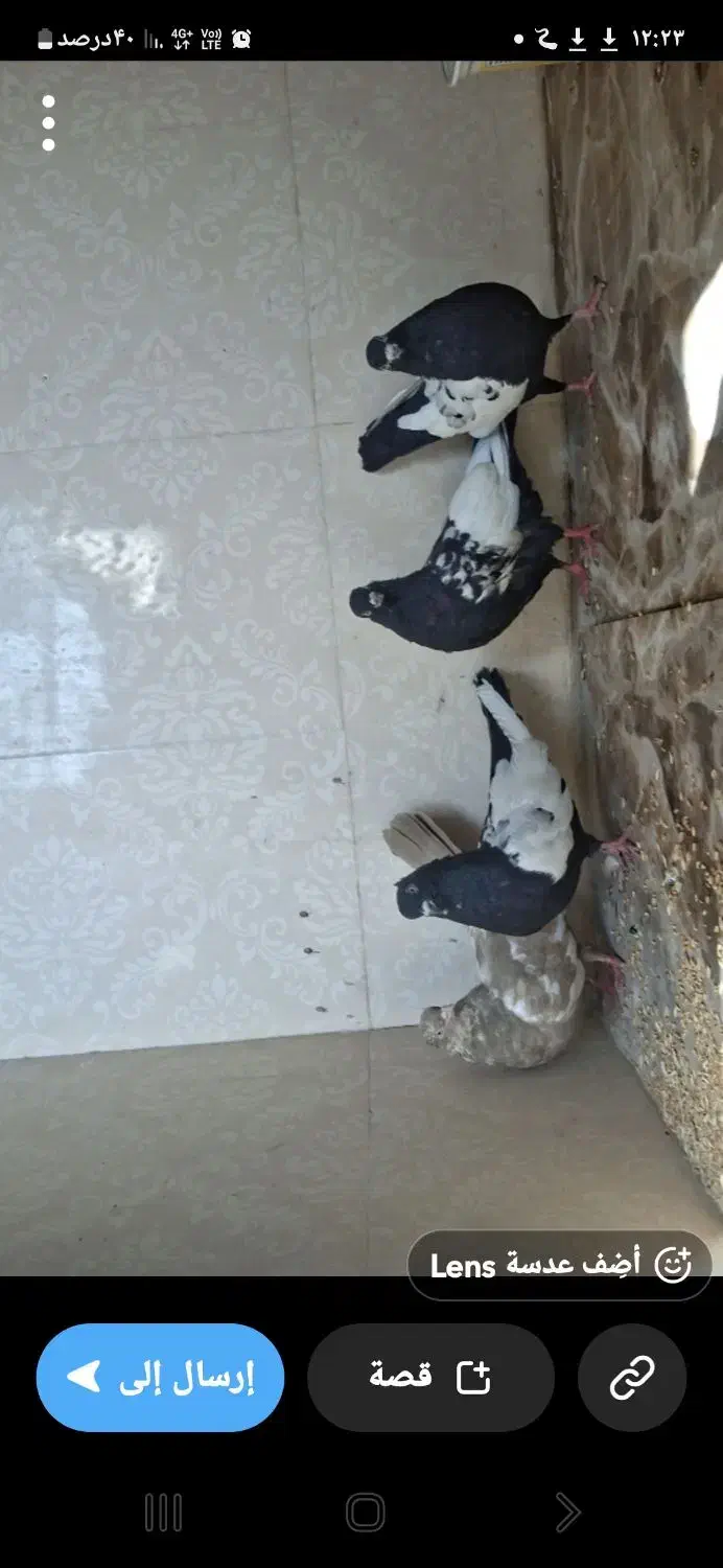 کبوتر سینی نر ماده|پرنده|اهواز, کوی مندلی(سه راه خرمشهر)|دیوار