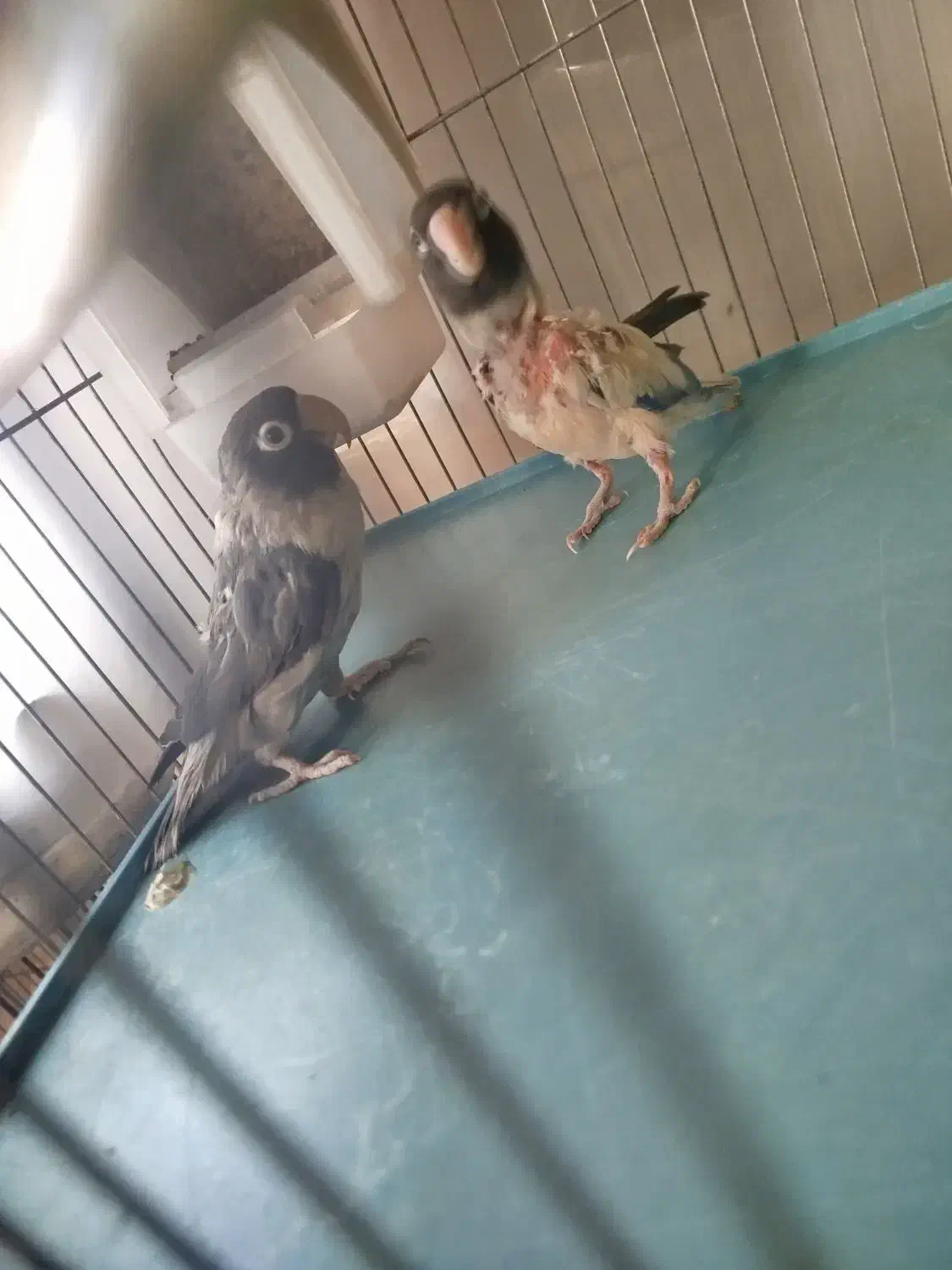 طوطی بریزیلی رنگ خاص مولد و کبوترهای زینتی خاص|پرنده|اصفهان, کوی ولی عصر|دیوار