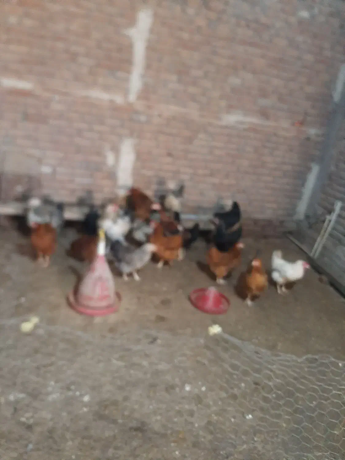 مرغ تخم گزار ۱۵ عدد سالم با غاز هم معاوضه میشه|حیوانات مزرعه|اردبیل, |دیوار