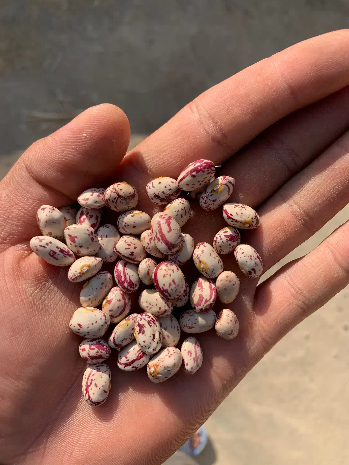 لوبیا چیتی بذری|عمده‌فروشی|درودزن, |دیوار