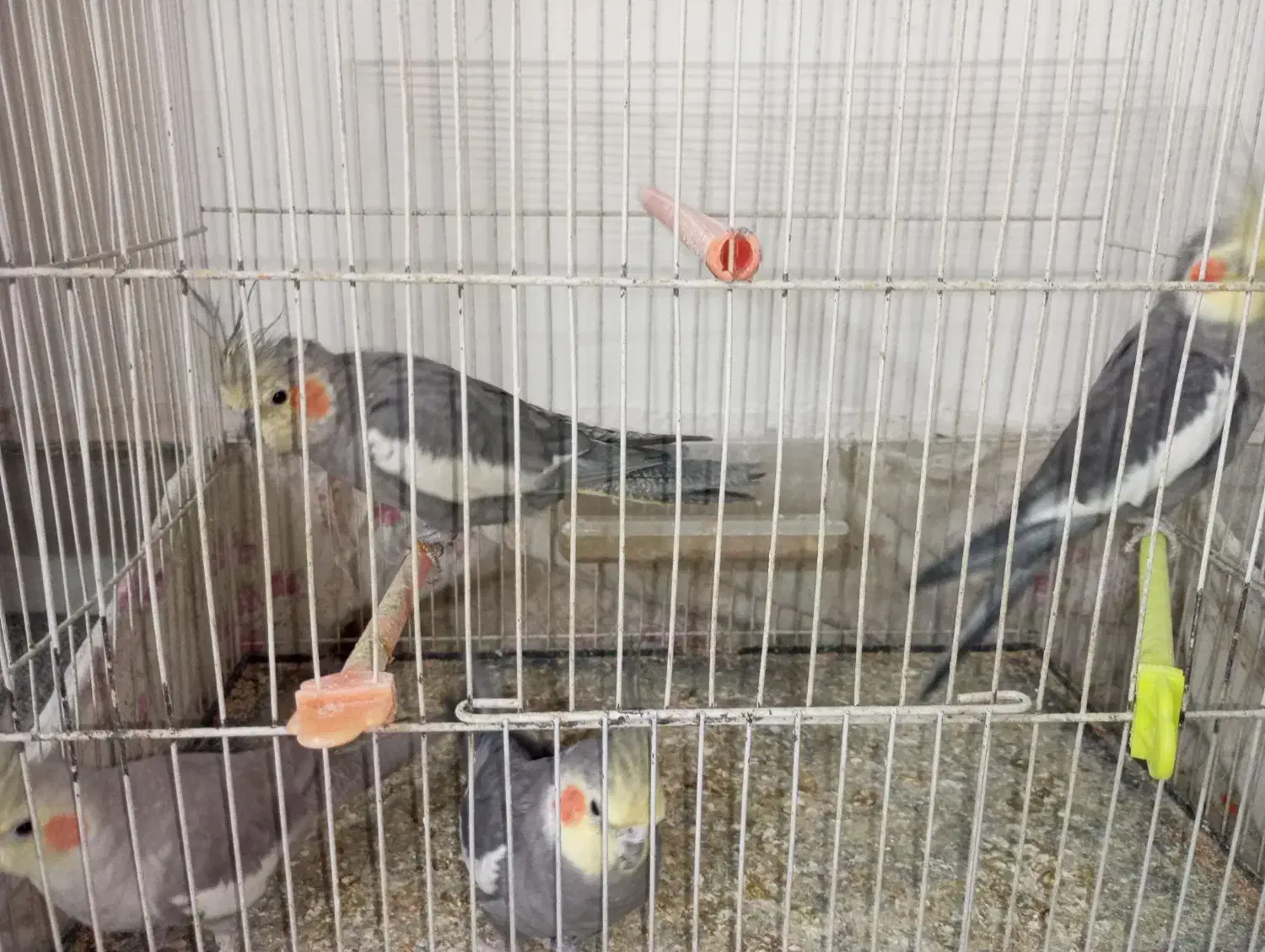 عروس هلندی|پرنده|مشهد, بهمن|دیوار