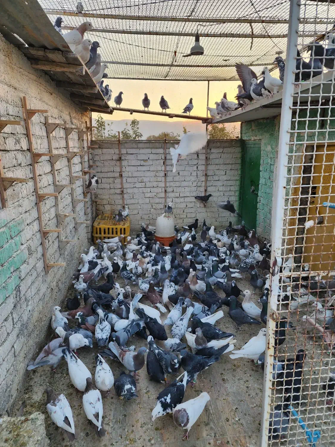 دسته پلاکی جوجه های یک ساله|پرنده|سیدان, |دیوار