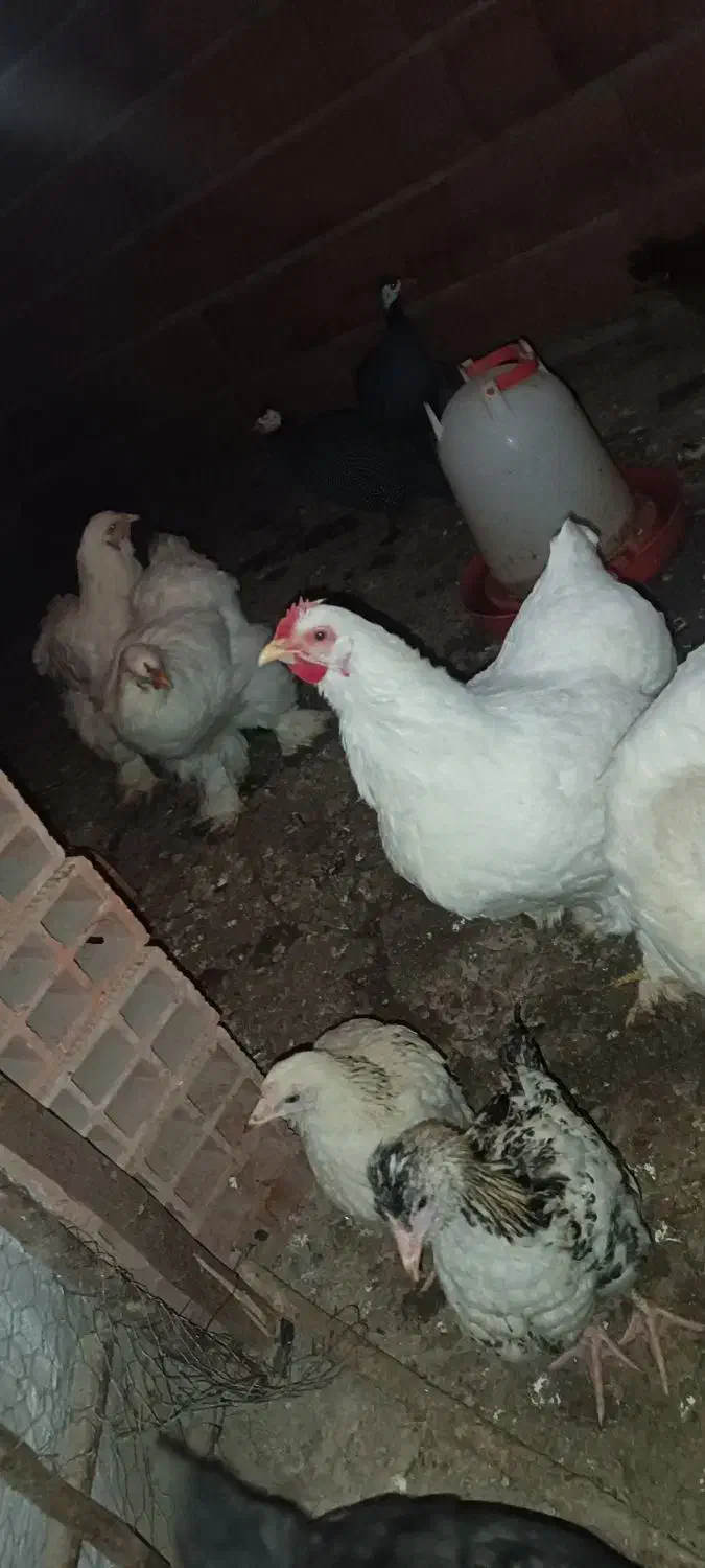 برهما|حیوانات مزرعه|کردکوی, |دیوار