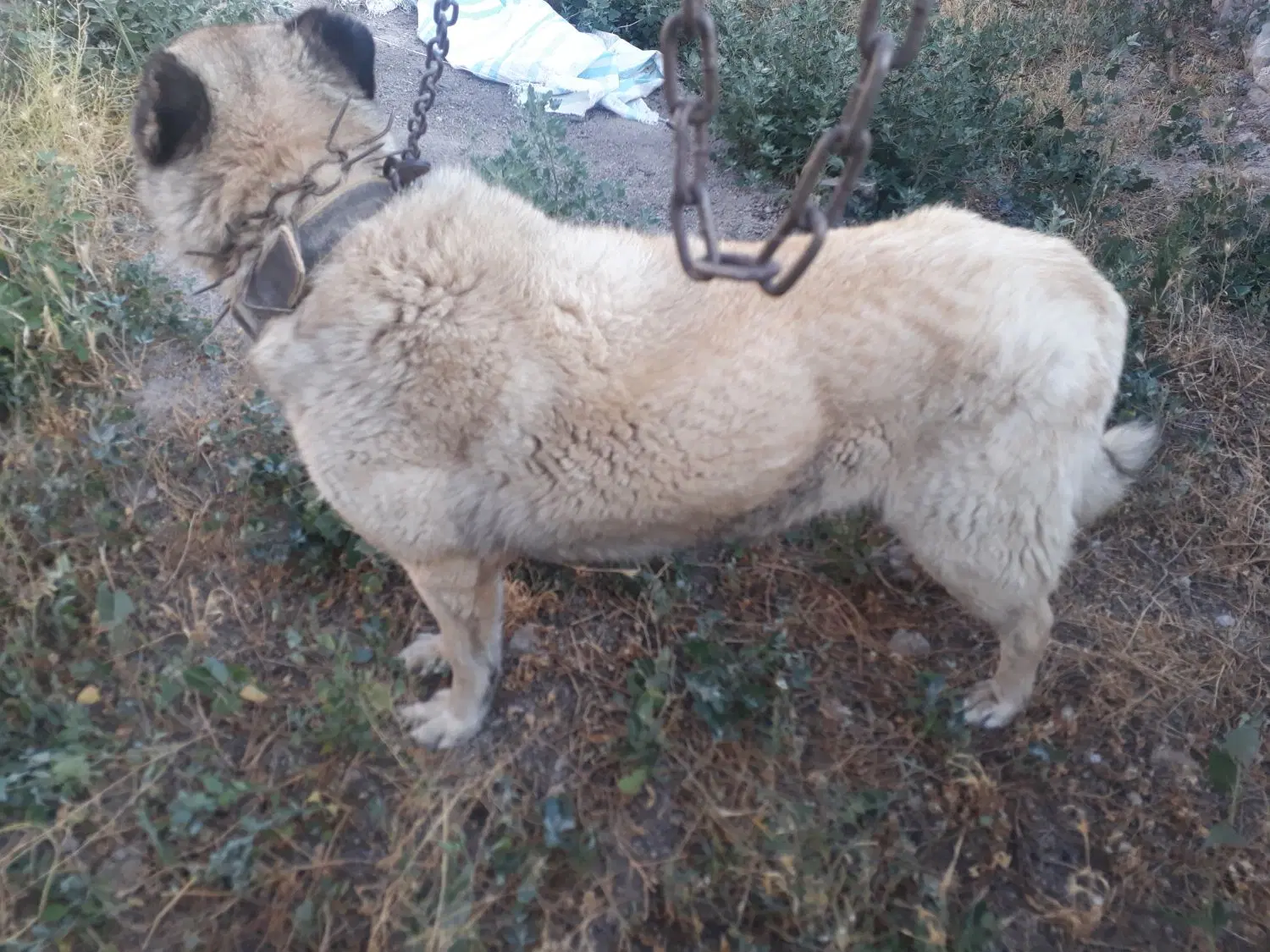 حیوان|سگ|آذرشهر, |دیوار