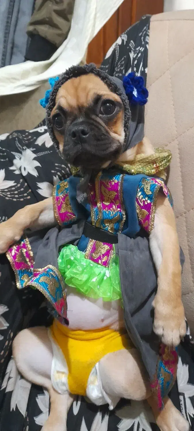 سگ پاگ ۶ ماهه|سگ|قائم‌شهر, |دیوار