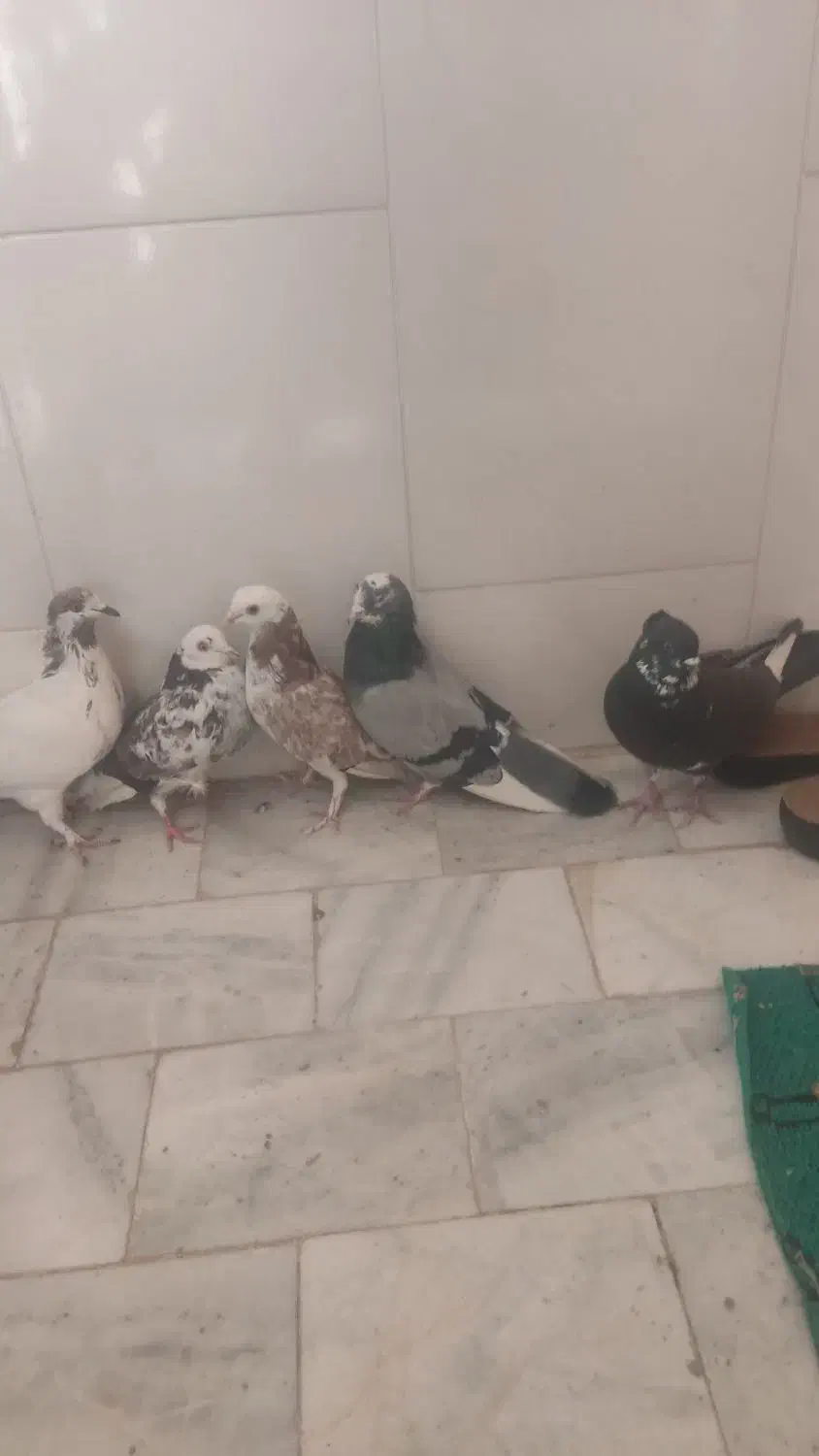 کبوترتهرانی|پرنده|برخوار, |دیوار