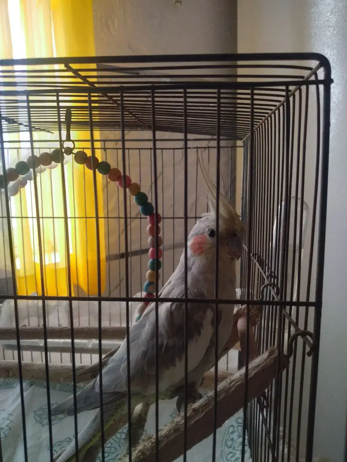 عروس هلندی ماده|پرنده|سنگر, |دیوار