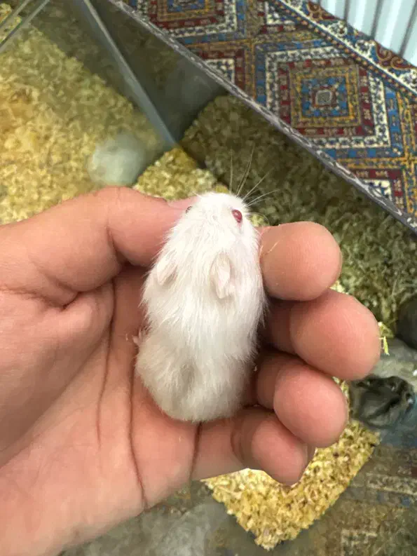 همستر کمپل ۲۰ روزه (مینیاتوری)|موش و خرگوش|اصفهان, بهارستان|دیوار