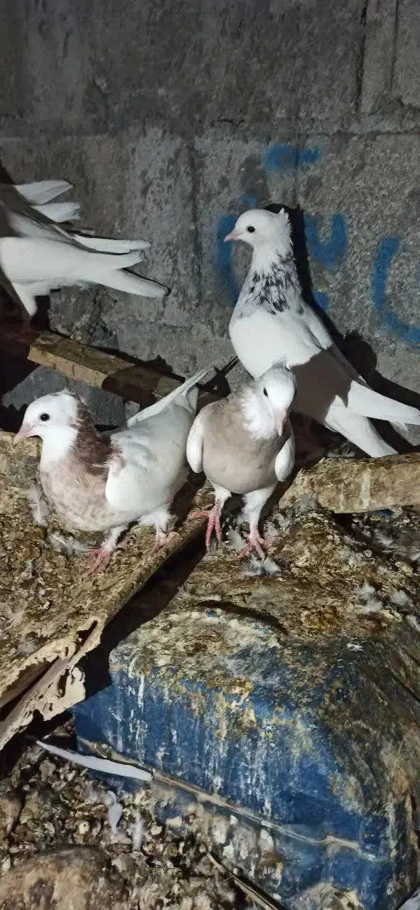 کبوتر طوقی قیمت 450الی 550|حیوانات مزرعه|خورموج, |دیوار