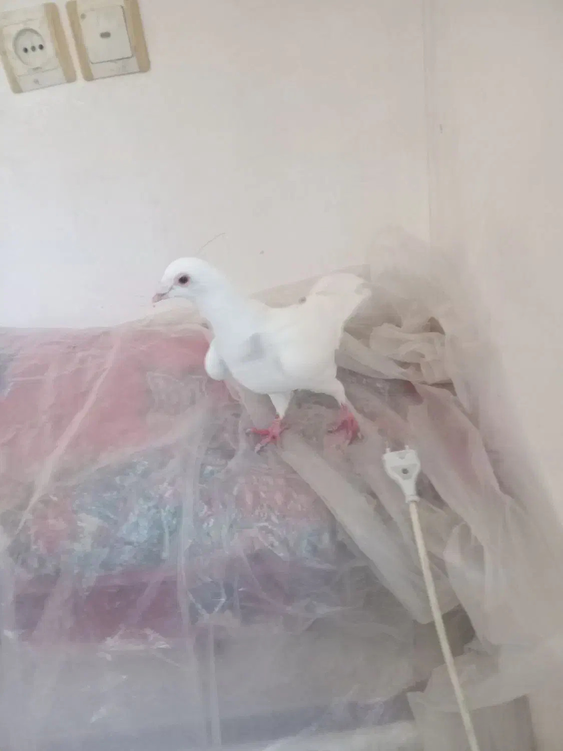 سار|پرنده|چناران, |دیوار