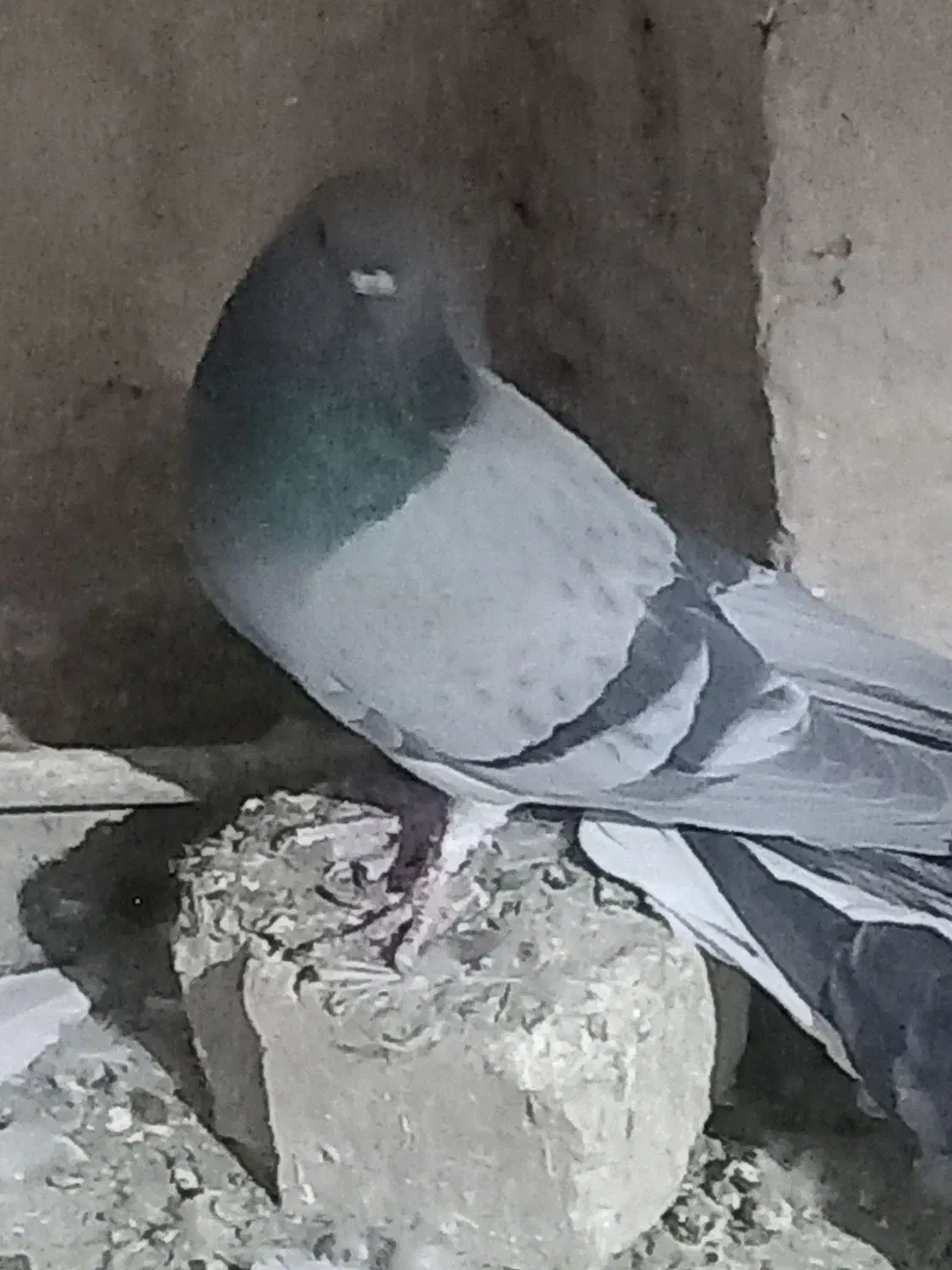 نر‌فیروزه‌ای‌پاک|پرنده|اصفهان, باتون|دیوار