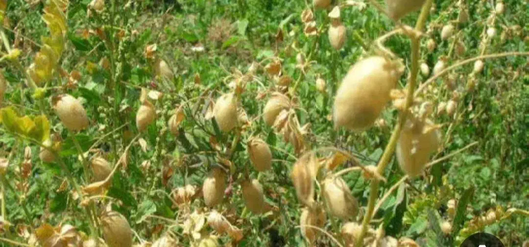 ۲۰هکتار زمین مرغوب دارم برای کاشت نخود شراکتی|فروش دفتر صنعتی، کشاورزی، تجاری|قروه, |دیوار