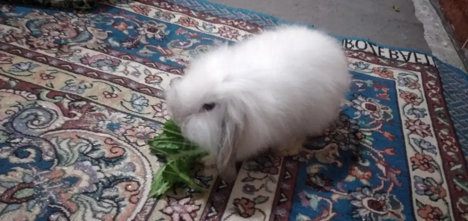 خرگوش|موش و خرگوش|بندر امام خمینی, |دیوار