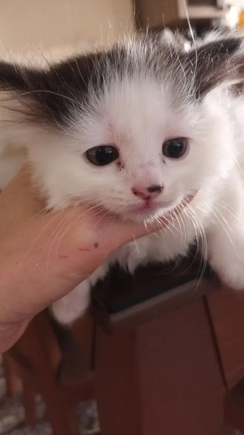 بچه گربه های نر وماده میکس پرشین|گربه|گرگان, |دیوار