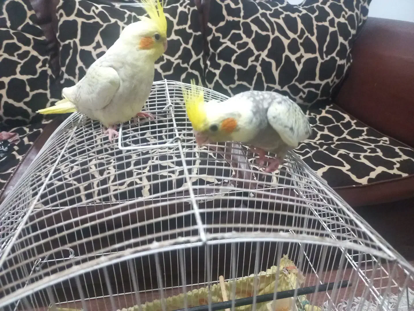 عروس|پرنده|پاکدشت, پاکدشت (مامازند)|دیوار