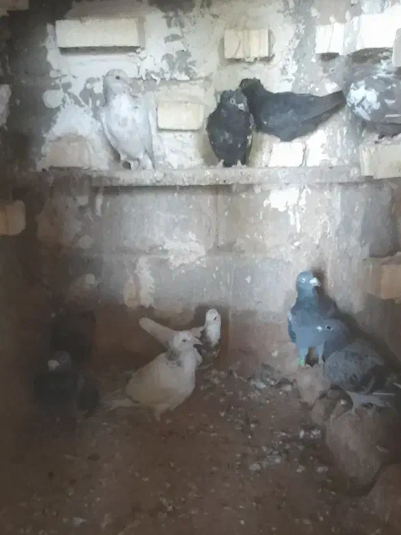 کفتر|پرنده|تربت جام, کشتارگاه|دیوار