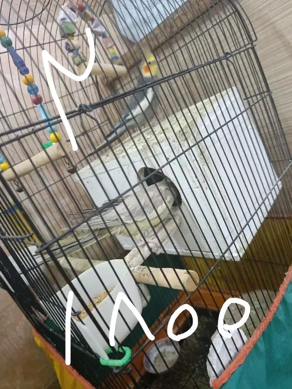 عروس هلندی جفت|پرنده|قم, ولیعصر|دیوار