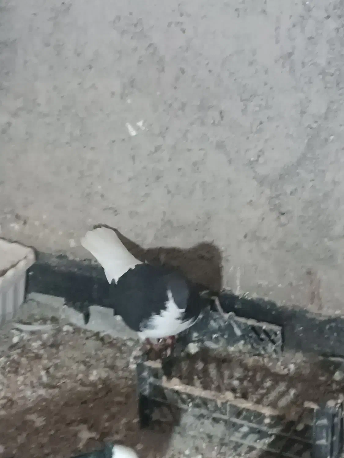 کبوتر|پرنده|شیروان (خراسان), |دیوار