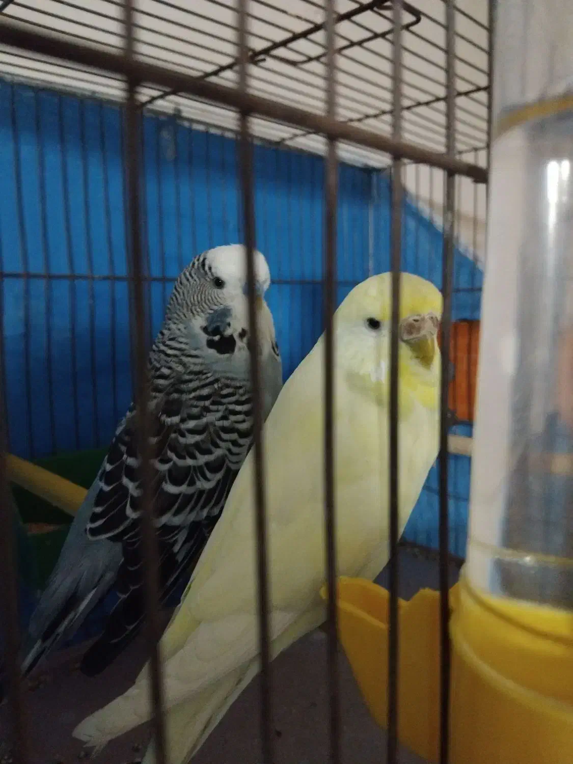 مرغ عشق انگلیسی|پرنده|شاهین‌شهر, شهرک گلدیس|دیوار