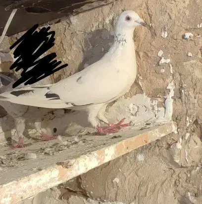 کفتر المانی سرور|پرنده|تهران, امین حضور|دیوار