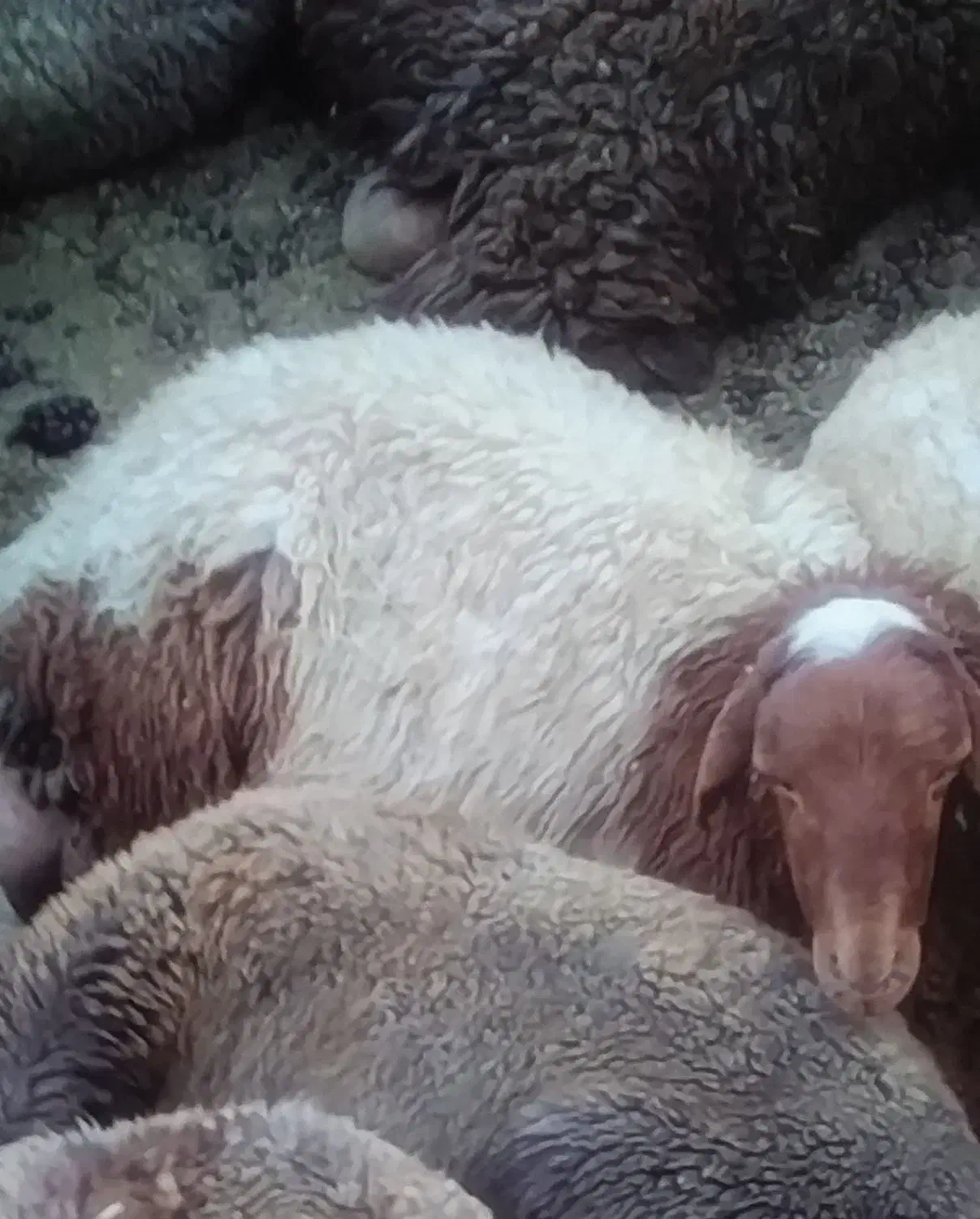 بره نر|حیوانات مزرعه|چهاردولی, |دیوار