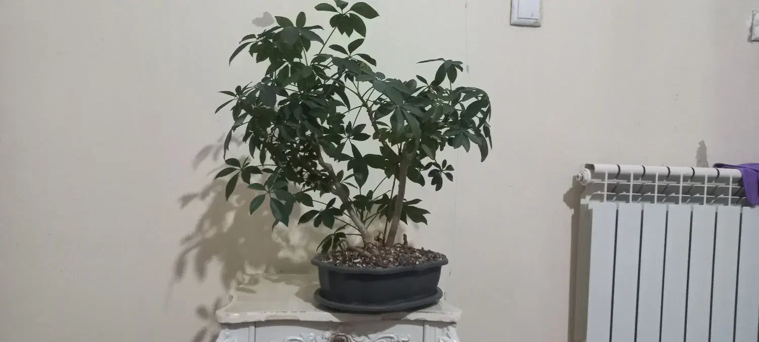 بونسای شفلرا|گل و گیاه طبیعی|کرمانشاه, |دیوار