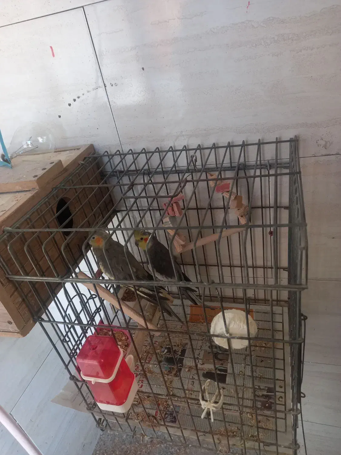 عروس هلندی مولد|پرنده|کرج, مصباح|دیوار