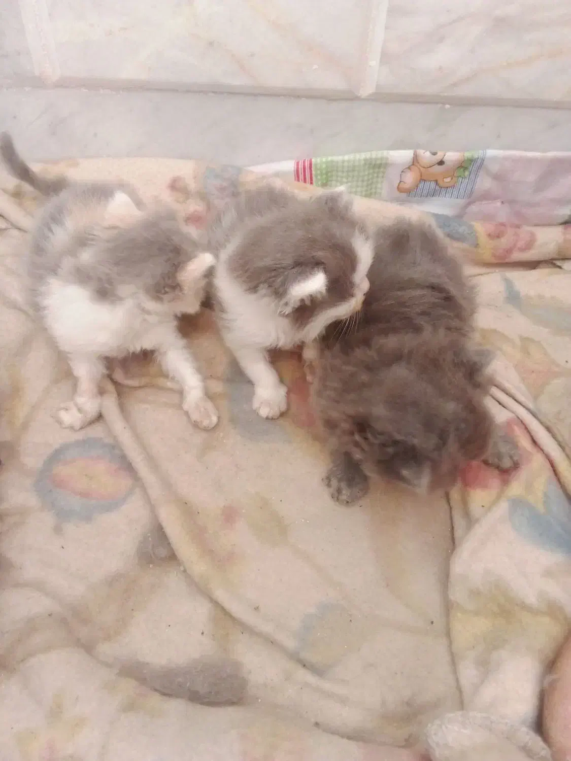 بچه گربه پرشین اصل|گربه|سبزوار, هویزه|دیوار